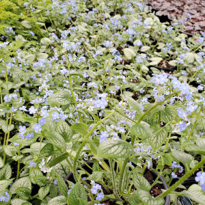 Brunnera macrophylla ‘Silver Heart’ (Siberian Bugloss) PP24,685