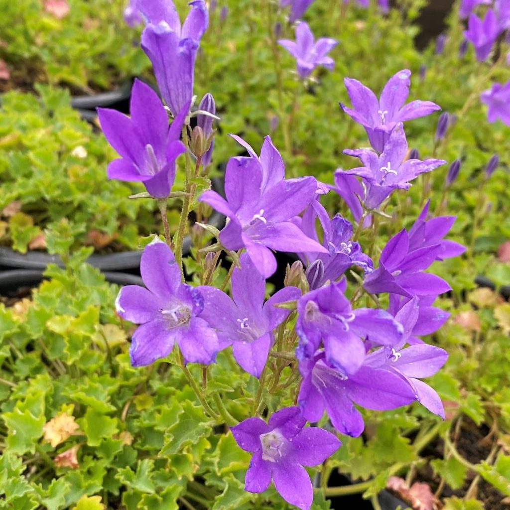 Campanula ‘Birch Hybrid’ (Bellflower) - Cavano's Perennials