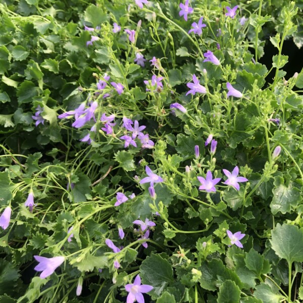 Campanula portenschlagiana (Dalmatian Bellflower)