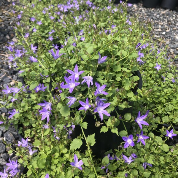 Campanula poscharskyana Blue Waterfall ‘Camgood’ (Serbian Bellflower)