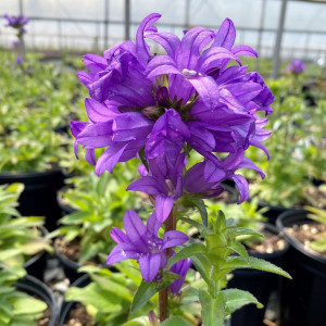 Campanula superba has blue flowers