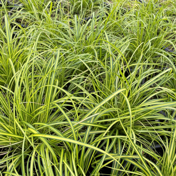 Carex Eversheen has green and yellow leaves