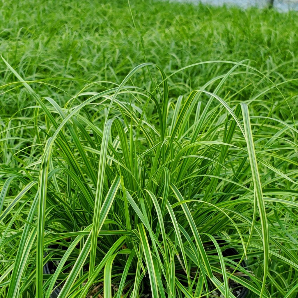 Carex dol. ‘Gold Fountains’ (Sedge) - Cavano's Perennials