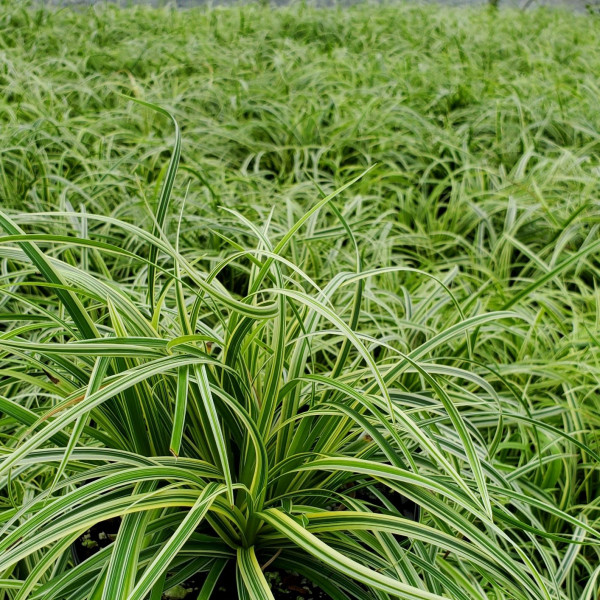 Carex Silver Sceptre has variegated leaves