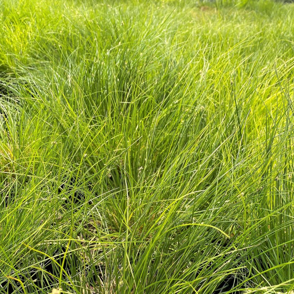 Carex appalachica (Appalachian Sedge) - Cavano's Perennials