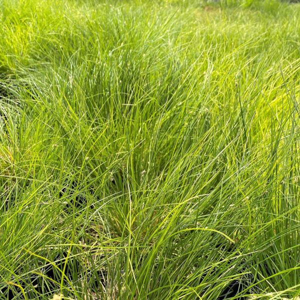 Carex appalachica has green leaves