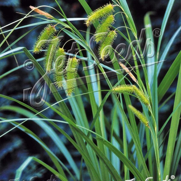 Carex comosa (Bristly Sedge) - Image 2