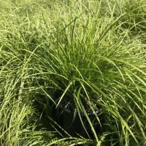 Carex dolichostachya 'Gold Fountains' (Sedge)