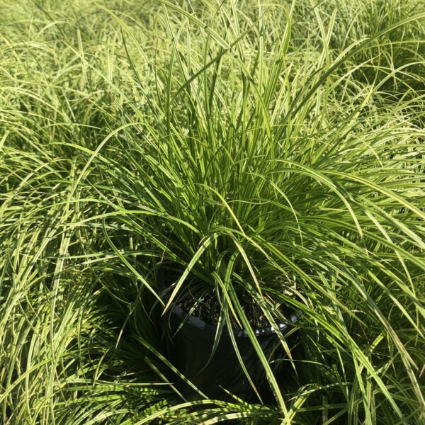 Carex dolichostachya 'Gold Fountains' (Sedge)