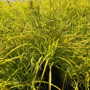 Carex elata ‘Aurea’ (Bowles Golden Sedge)
