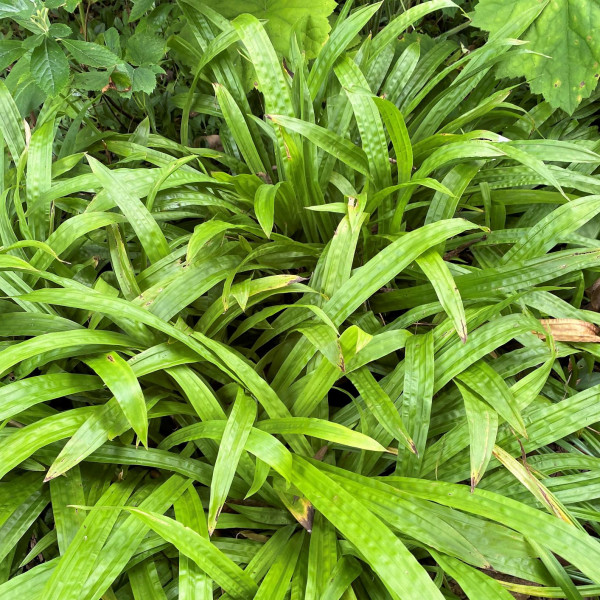 Carex plantaginea has green leaves