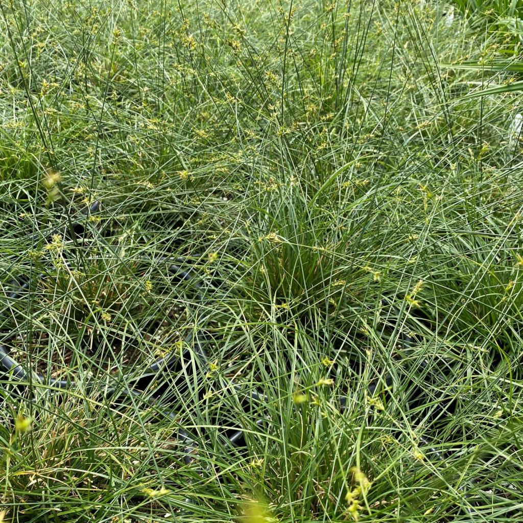 Carex texensis (Texas Sedge) - Cavanos Perennials