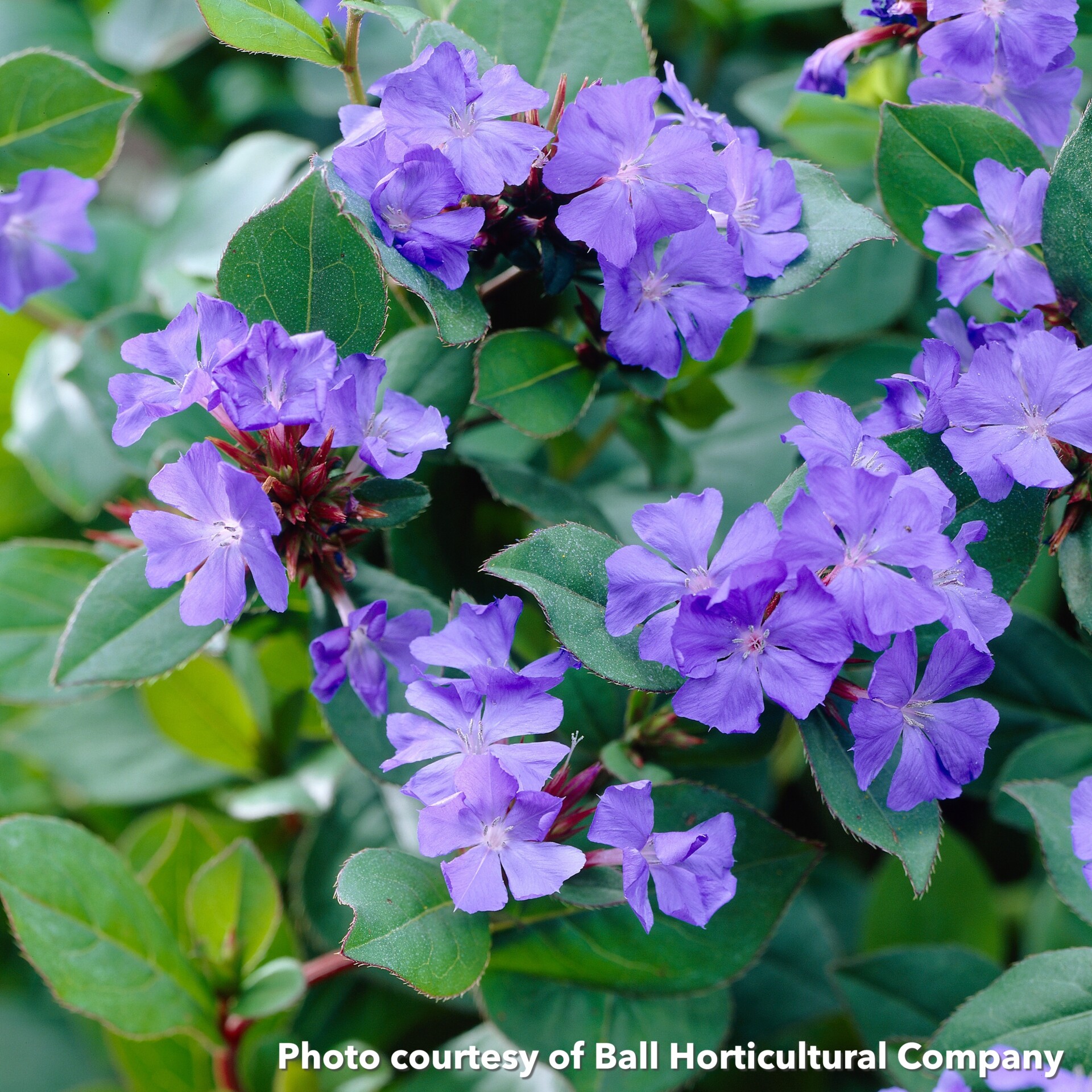 Ceratostigma plumbaginoides (Plumbago)