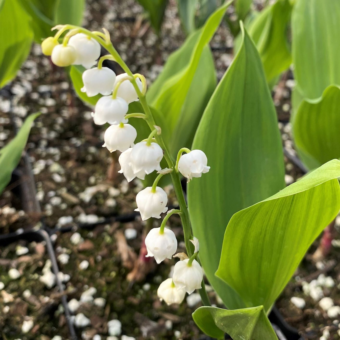 European lily of the valley (Convallaria majalis) · iNaturalist