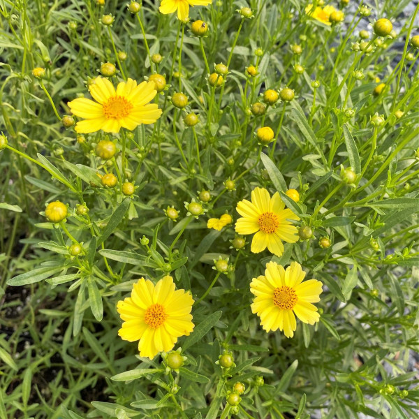 Coreopsis Creme Brulee has yellow flowers