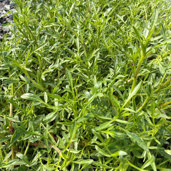 Coreopsis Creme Brulee has yellow flowers