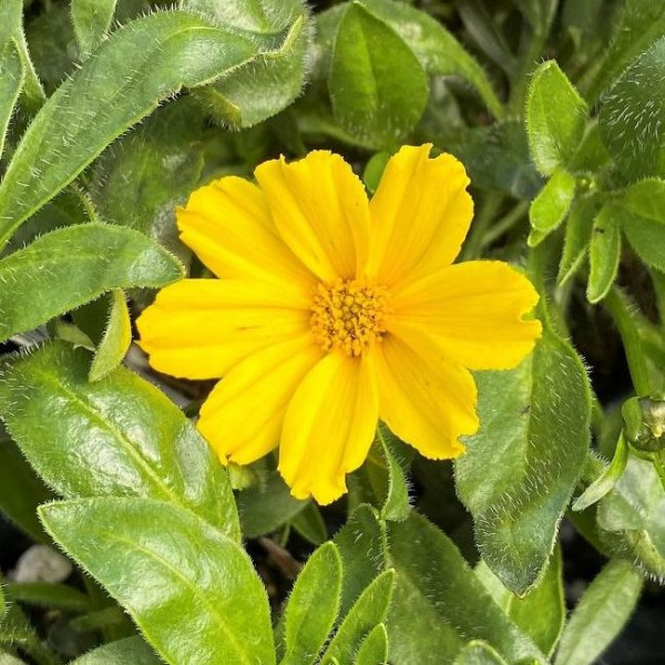 Coreopsis Goldilocks has yellow flowers