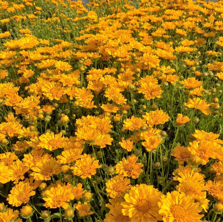 Coreopsis ‘Jethro Tull’ (Tickseed) PP18,789 Cavano's Perennials