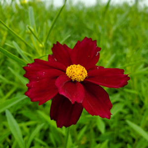 Coreopsis Mercury Rising has red flowers