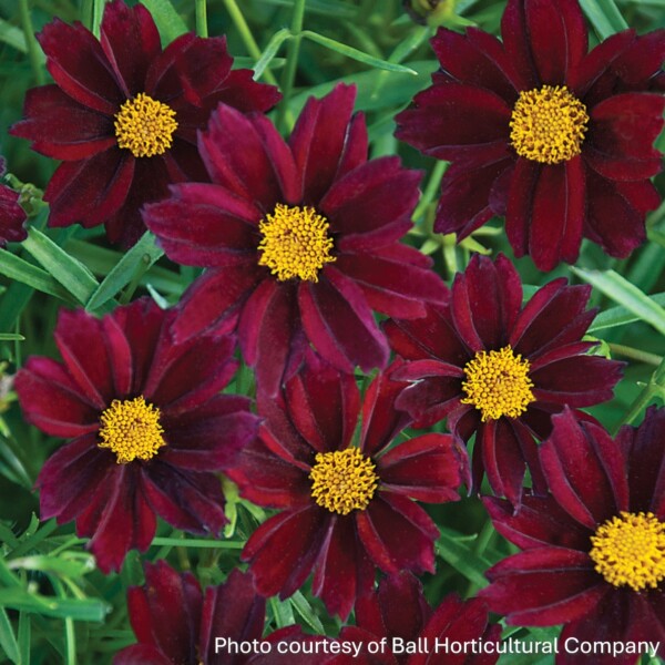 Coreopsis x ‘Mercury Rising’ (Tickseed)
