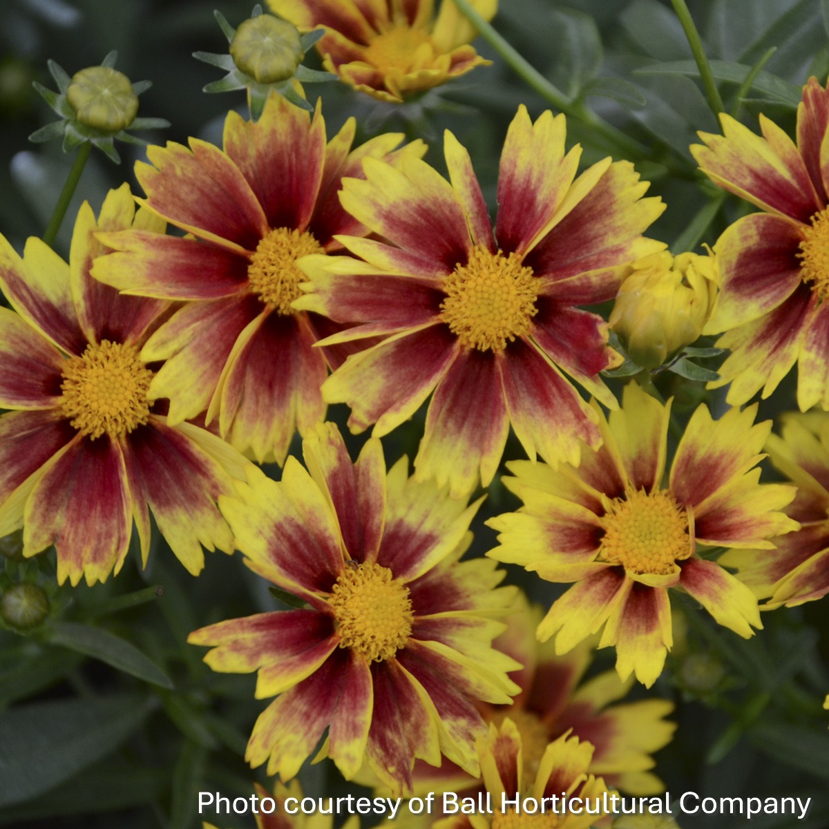 Coreopsis 'Enchanted Eve' (Tickseed) PP#27,857
