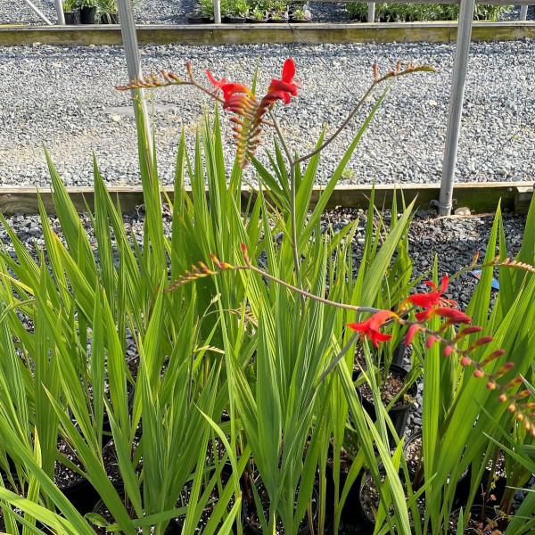 Crocosmia Lucifer has red flowers