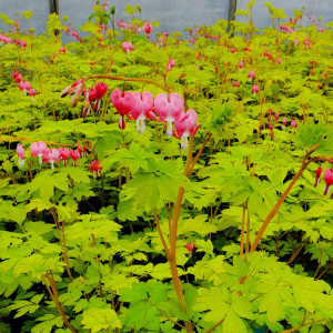 Dicentra Goldheart has pink flowers and yellow foliage