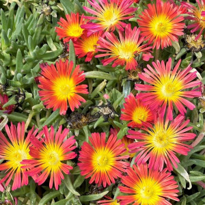 Delosperma Fire Wonder has red and yellow flowers