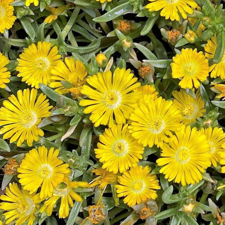 Delosperma ‘Golden Wonder’ (Ice Plant) - Cavano's Perennials