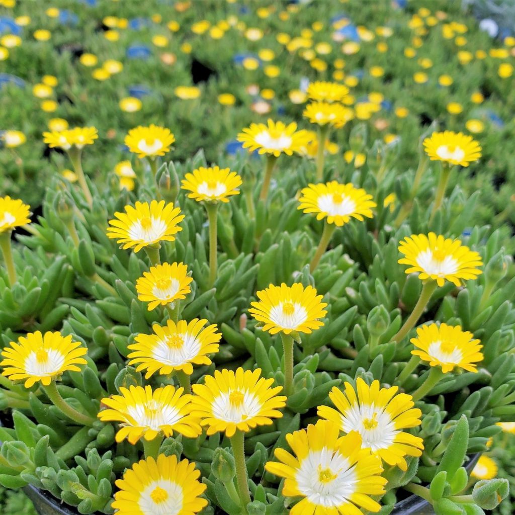 Delosperma ‘Peridot’ (Ice Plant) - Cavano's Perennials