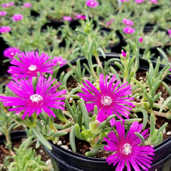 Delosperma cooperi has purple flowers