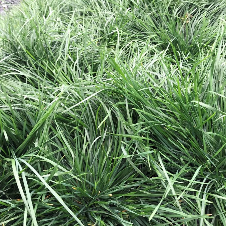 Deschampsia ‘Goldtau’ (Tufted Hair Grass) - Cavano's Perennials