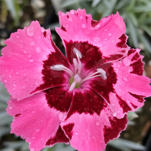 Dianthus Angel of Charm has red and pink flowers