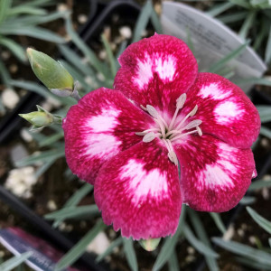 Dianthus Angel of Desire has rose and pink flowers