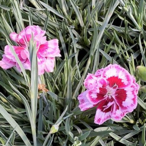 Dianthus Angel of Forgiveness has light and dark pink flowers