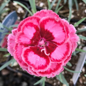 Dianthus Angel of Harmony has pink flowers