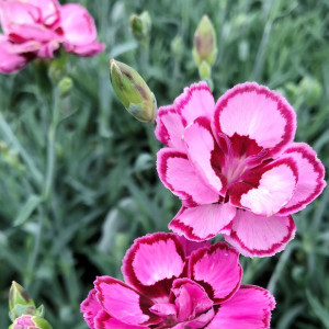 Dianthus Angel of Joy has dark and light pink flowers