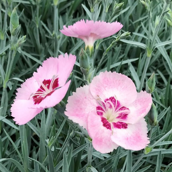 Dianthus Angel of Peace has dark and light pink flowers