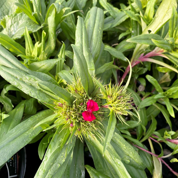 Dianthus barbarini Red has red flowers