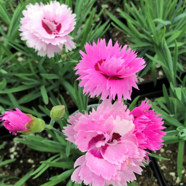 Dianthus Early Bird Fizzy has pink flowers