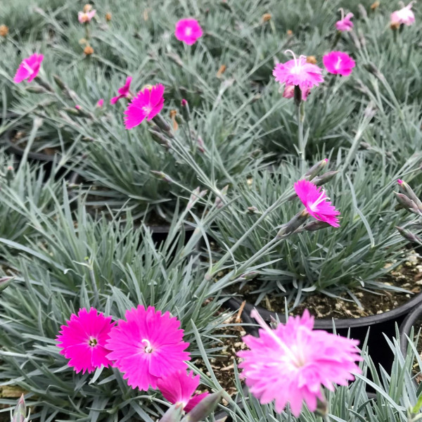 Dianthus Firewitch has pink flowers