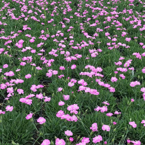 Dianthus Tiny Ruby has pink flowers