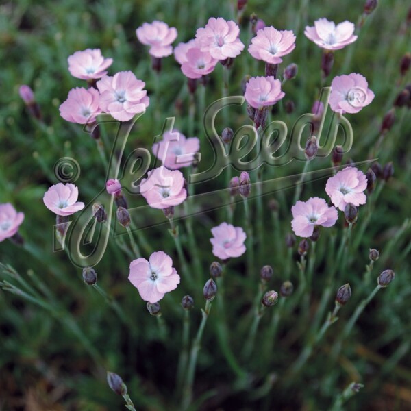 Dianthus subacaulis (Cheddar Pink)