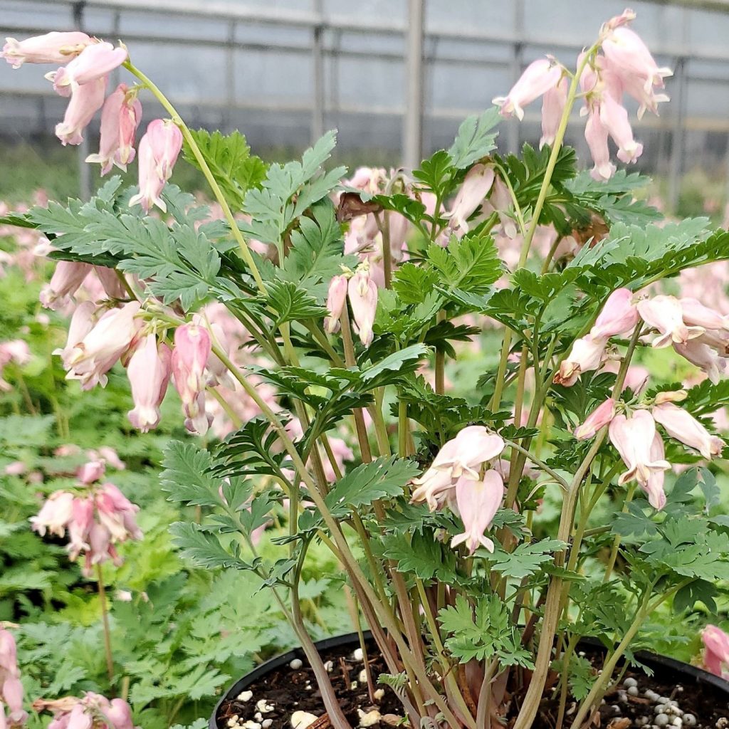 Dicentra ‘Luxuriant’ (Fringed Bleeding Heart) Cavano's Perennials