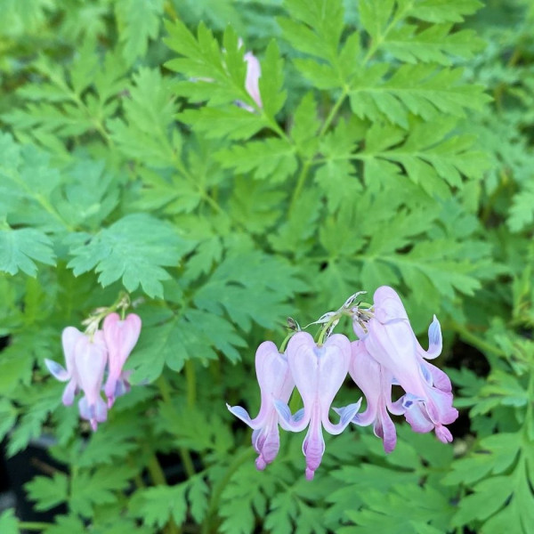 Dicentra eximia has pink flowers