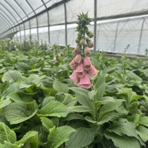 Digitalis mertonensis (Strawberry Foxglove)
