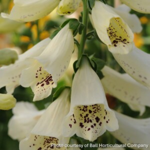 Digitalis purpurea 'Dalmatian Creme' (Foxglove)