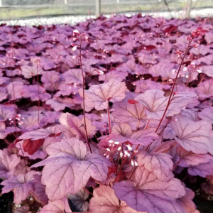 Heuchera ‘Georgia Plum or Coral Bells has purple foliage.