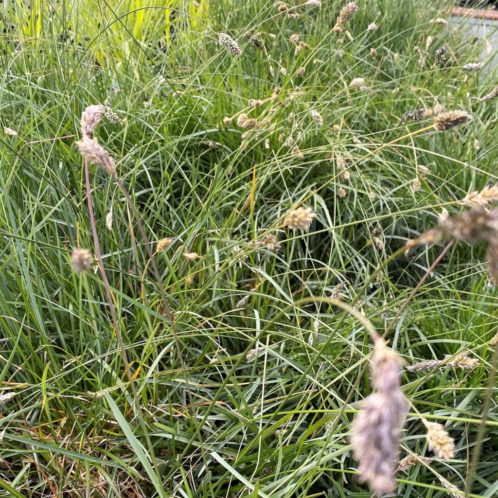 Sesleria caerulea (Blue Moor Grass) - Cavano's Perennials