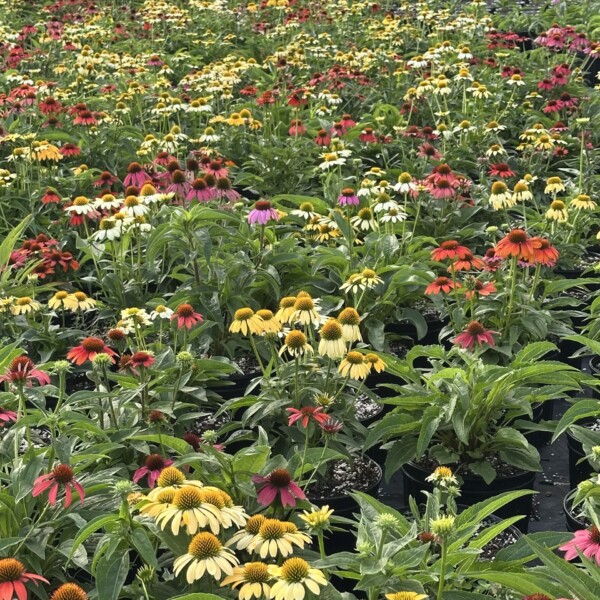 Echinacea x 'Cheyenne Spirit' (Coneflower) - Image 4